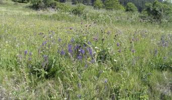 Blumenwiese zugeschnitten