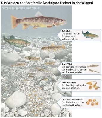 Das Werden der Bachforelle