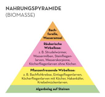 Nahrungspyramide (Biomasse)