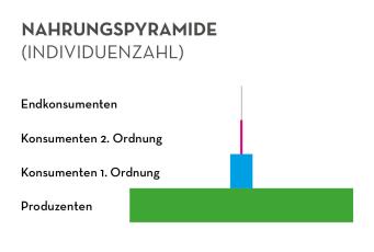 Nahrungspyramide (Individuenzahl)