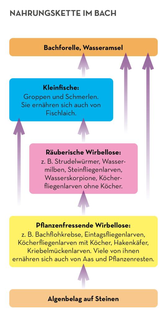 Nahrungskette im Bach